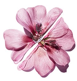 mauve carre